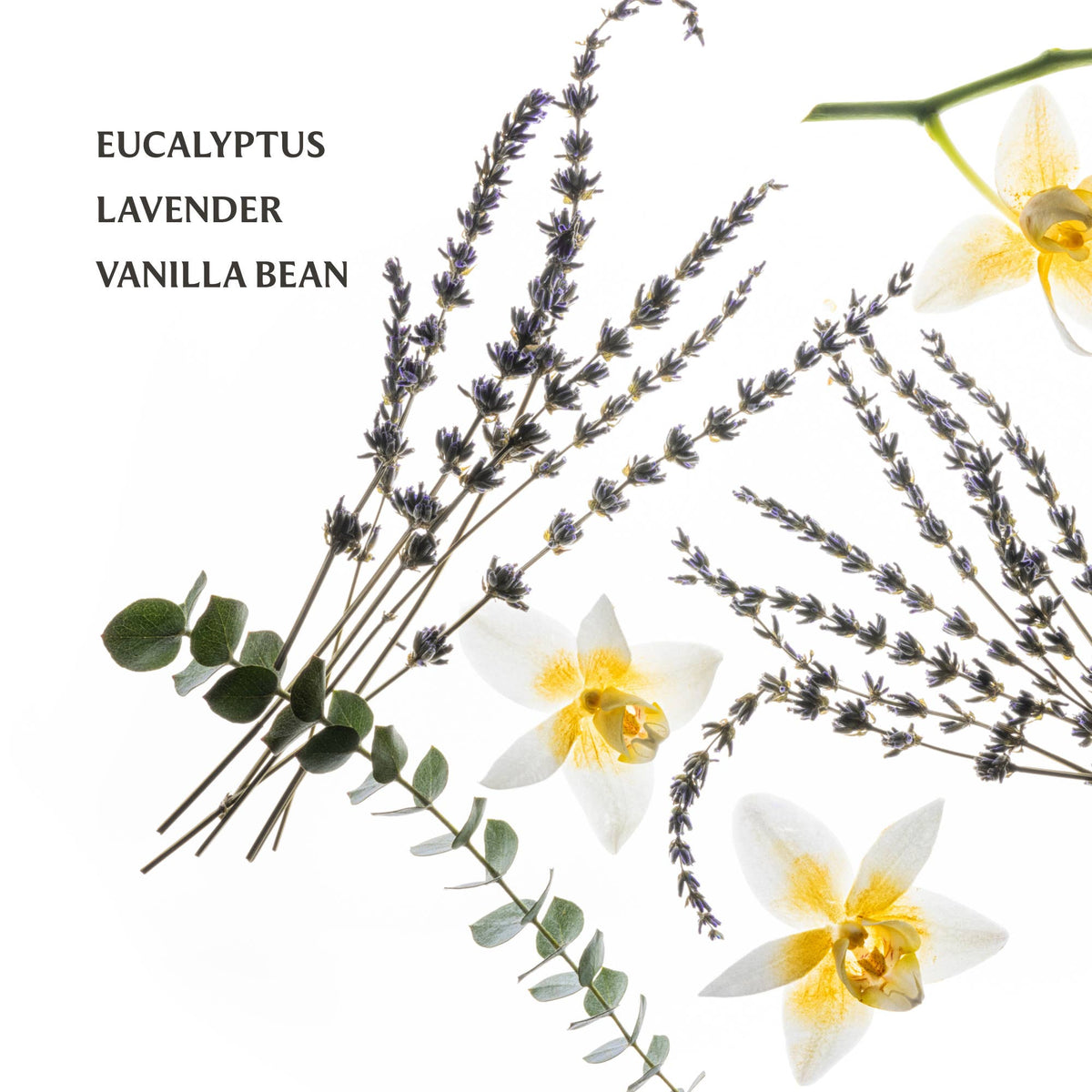 Hand Sanitizer / Lavender